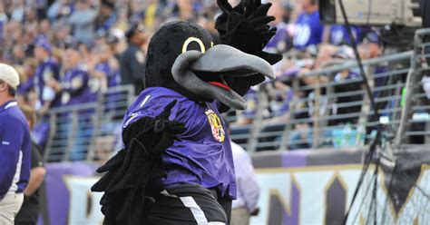 Ravens mascot injury video